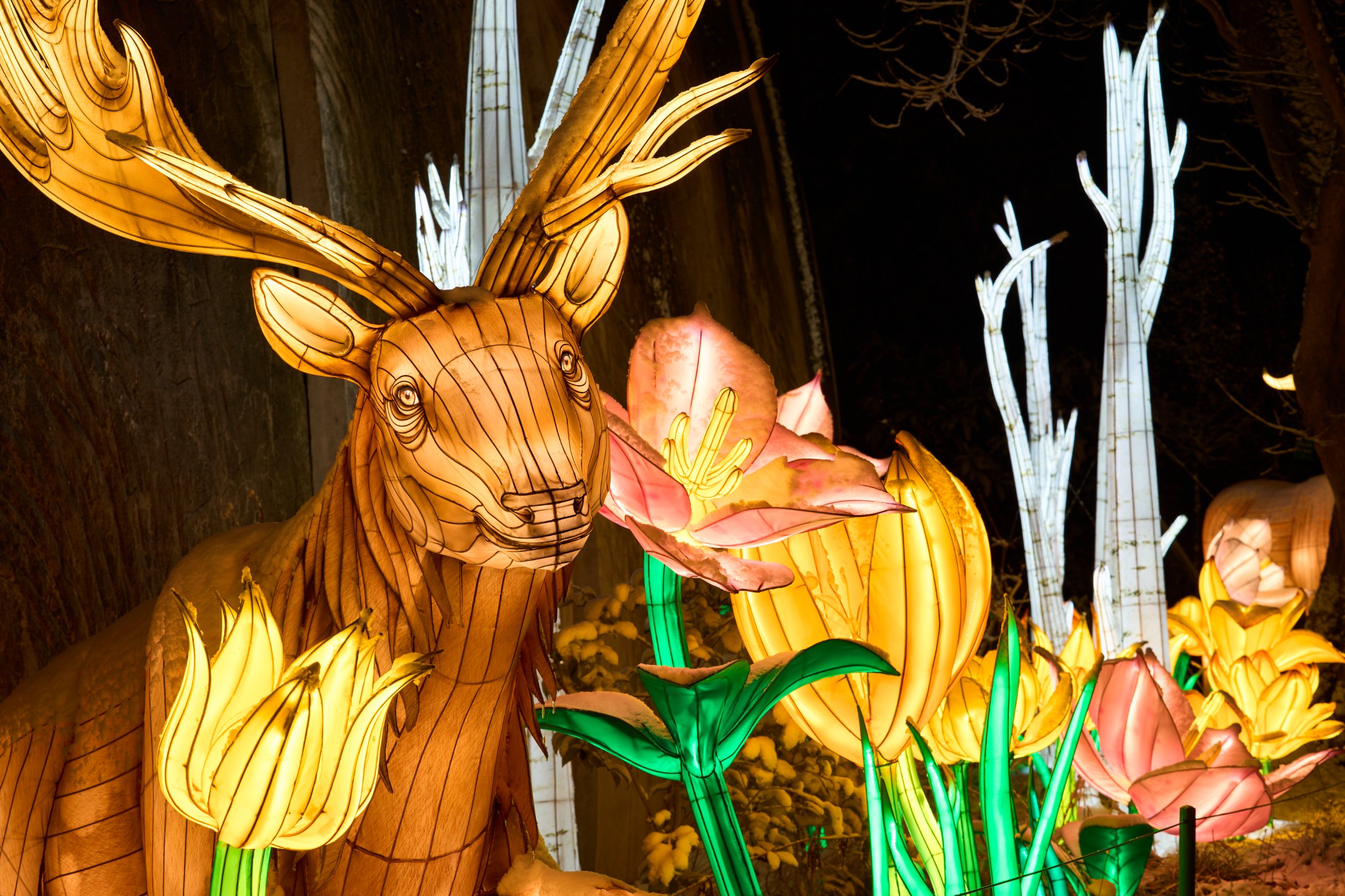 2026 01 05 China Lights 0222